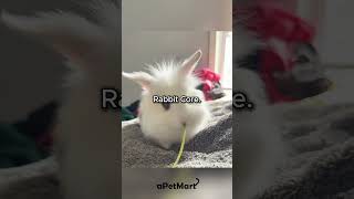 Rabbit Core. 🐰🐰 #rabbit #rabbits #corecore #animals #funny #petvideos #memes #fyp #pets #cute