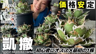 【アガベ シーザー】初心者オススメの一株!!どれを買うのが正解？凱撤の魅力と育成法 Agave titanota