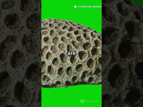 Unveiling Coral Reef Limestone Secrets! #globalresearchawards #researchminds