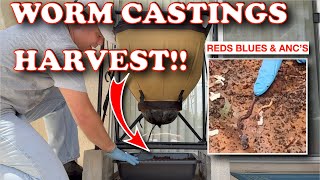 Can 3 Compost Worm Types Live Together? Urban Worm Bag Harvest!