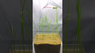 Growing rice Time Lapse Compilation. #satisfying #plants @AmazingTubeTimeLapse @GreenTimelapse