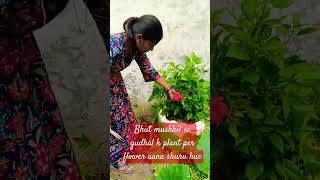 gudhal k plant m kon si khaad use kare #motivational vidio # gardening video