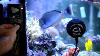 Ecotech Marine Vortech MP40QD Sound Test