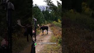 野鹿居然很信任拉著弓箭的喪彪#動物世界