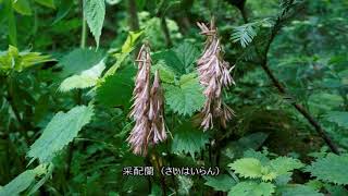 「佐渡～青粘入口からドンデン山荘①」 2018-6-8
