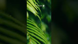 試著放鬆心情聆聽大自然的聲音 幫助入眠的雨聲 白噪音 #whitenoise  #rainsounds #rainsoundforsleep