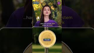 Is a banana a herb? | BYJU'S Mistaken Science #shorts