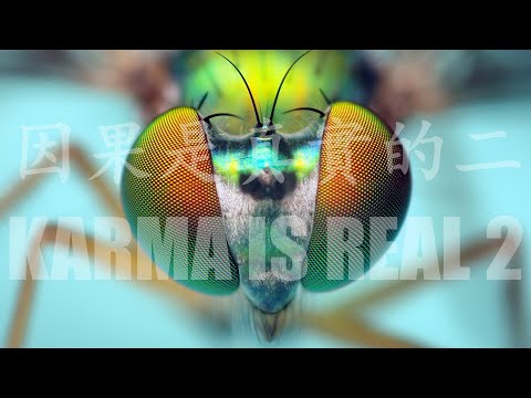 Karma Is Real 2 因果是真實的（二）