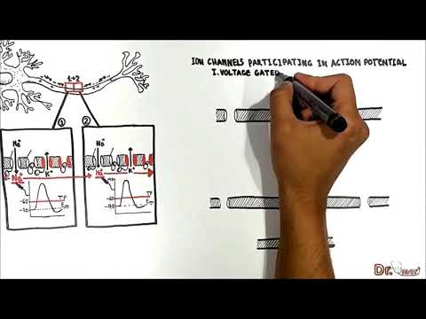 Action Potentials (Neuronal)