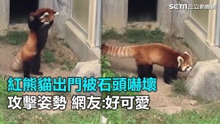 紅熊貓出門被它嚇壞　攻擊姿勢超可愛｜三立新聞網SETN.com