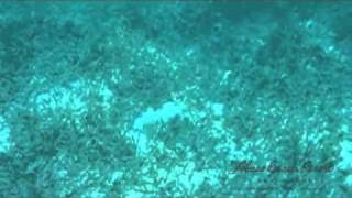 Lobsters a Plenty in the Abaco's