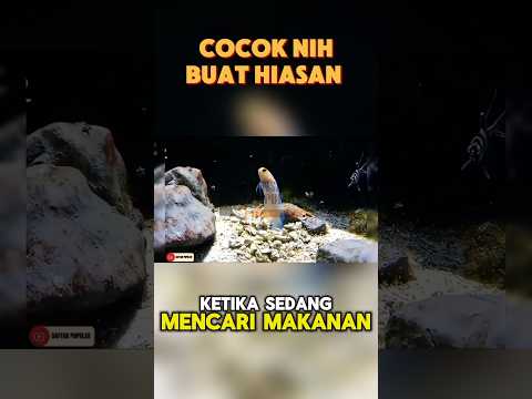 LUCU NIH DI JADIIN IKAN HIAS GUYS #lensapopuler #faktaunik #daftarpopuler #ikanhias