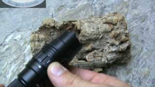 FenixLight TA21 - flash light Fenix TA 21 led 225 lumens -LedStore