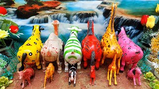WADIDAU‼️PROSES‼️POTONG SAPI‼️KURBAN‼️Sapi videos