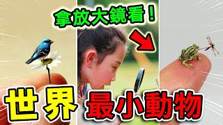 世界上最小的10種動物，體長不足1厘米的青蛙隻排第3，第一名體重僅爲一毫克，要用放大鏡才能看清楚。|#最小動物 #世界驚奇 #世界之最 #腦洞大開 #出類拔萃 #top10
