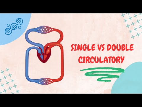 SINGLE vs. DOUBLE Circulatory Systems