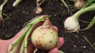 Harvesting Onions & How To Tell When They Are Ready To Be Harvested