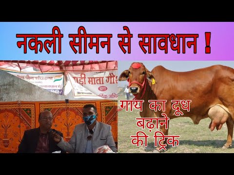 राजस्थान में भी अब दुध की नदियां बहाने के लिए नई ब्रीडिंग की पॉलिसी
