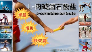 提升表现与极速恢复： 揭秘L-肉碱酒石酸盐的运动效能 ｜燃脂·增肌·快恢复 How L-Carnitine Tartrate Boosts Performance & Recovery