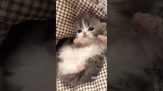 #cat #catlovers #catvideos #catshorts #catmemes #kitten #cats