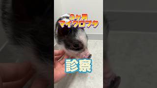 A 3-month-old micro pig arrived at the veterinary clinic after eating a pet sheet!