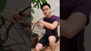 Raízes da costela de adão Corto ou não ? #plantas #guaimbe #costeladeadão #monsteradeliciosa #podas