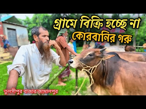তুলশিপুর ঘোড়ার হাটে বিক্রি হচ্ছে গরু || বিক্রেতার মাথায় হাত, কম দামে বিক্রি করতে হচ্ছে গরু! #ghoda