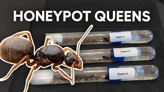 A Tale of Three Queen Honeypot Ants Starting New Colonies