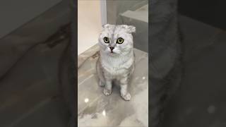 When the mistress brought shampoo to bathe Kitti #youtubeshorts #viralshort