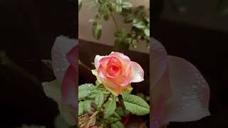 Roses are the lessons for life #youtube #youtubeshorts #google #life #2022