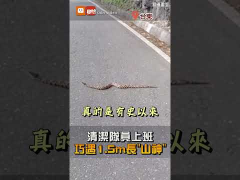 清潔隊員上班巧遇1.5m長"山神"