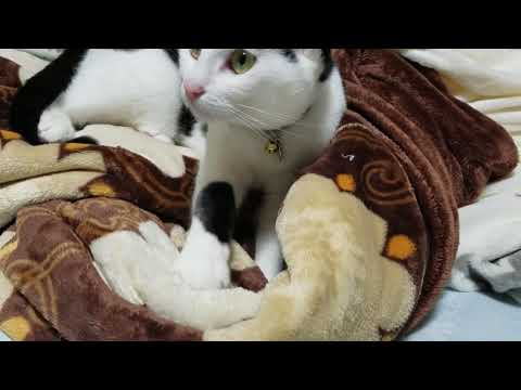 フミフミ