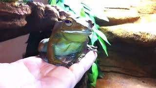 A Suddenly Well-Behaved Round Frog with Manners has appeared! There is a chance of Treaties!