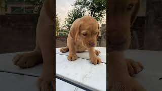 Tobby My Pettest Pet ♥️🐶🐕😍😍😍 #shorts #shortsfeed #shortsyoutube