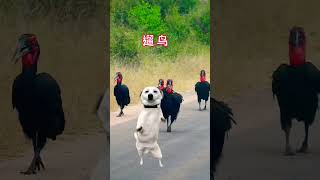 rebirth dance remix dog #dog #taisinhremix #taisinh