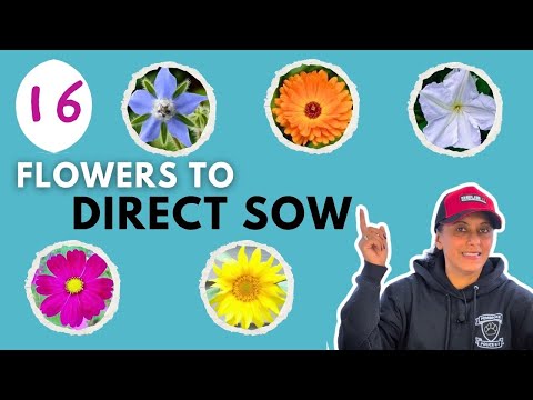 16 Flowers ANYONE Can Grow!  Direct Sowing Annual Seeds