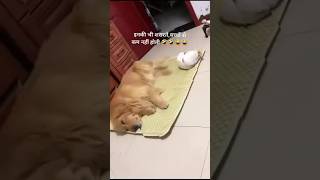dogs funny moments|| dog lovers video||#dog#shorts#viral#trending#funny