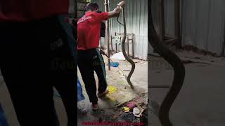 #snake #kingcobra #nature #animals #wildlife #งูจงอาง #โคตรดุ#งูพิษ