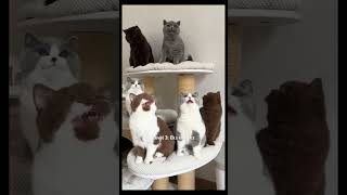 Which is your favourite meow? #cat #cats #tiktok #fyp #shorts #pets #cute #music #kitten #cutecats