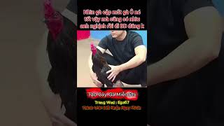 Mẻ gà quá tốt #reels #automobile #viral #giaitri #dagathomo #xuhuong  #thinhhanh #tintuc #haihuoc