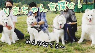 もふもふ【サモエド】がいっぱい！夢が叶った日✨