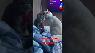 Moxie Kisses Milo #foodieadventures #catsoftiktok #housecats #milo #moxie #shorts #catsofyoutube