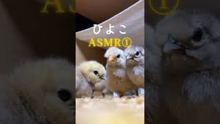 ひよこのもぐもぐ＆ぴよぴよASMR🎧 癒し効果100% イヤホン推奨🎶 #ひよこ #ASMR #癒し動画 #可愛い #ピヨピヨ #音フェチ #動物好き #1分間の幸せ #イヤホン推奨 #自給自足