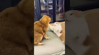 This Cat Has UNLOCKED a Superpower! #AICats #LaserCat #CatFight #Shorts #FunnyCats #AIMagic
