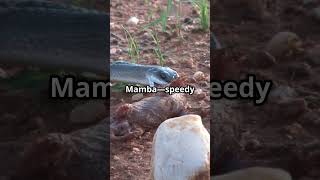 10 Most Dangerous Snakes in the world😱😱#DangerousSnakes #Wildlife #SnakeFacts #NatureLovers #Shorts