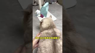 其实宠物真的很有灵性！😥🐱#cat #猫 #catandbaby #shorts