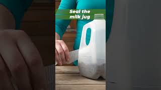 How to Winter Sow Seeds in Milk Jugs 🌱❄️ #wintergardening #seedstarting #wintersowing