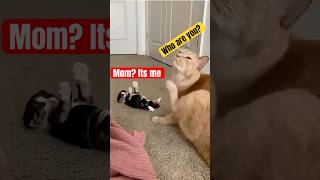 Cat Moms & Introductions MiX! 😹 #catvideos #funny #viralcats #viralcatvideo