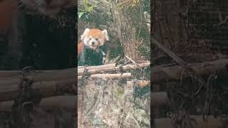 木柵動物園🧡喜馬拉雅小貓熊