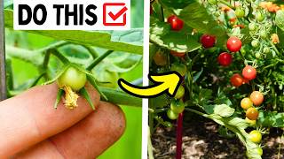 3 SUMMER Tomato Tips For Better Yields